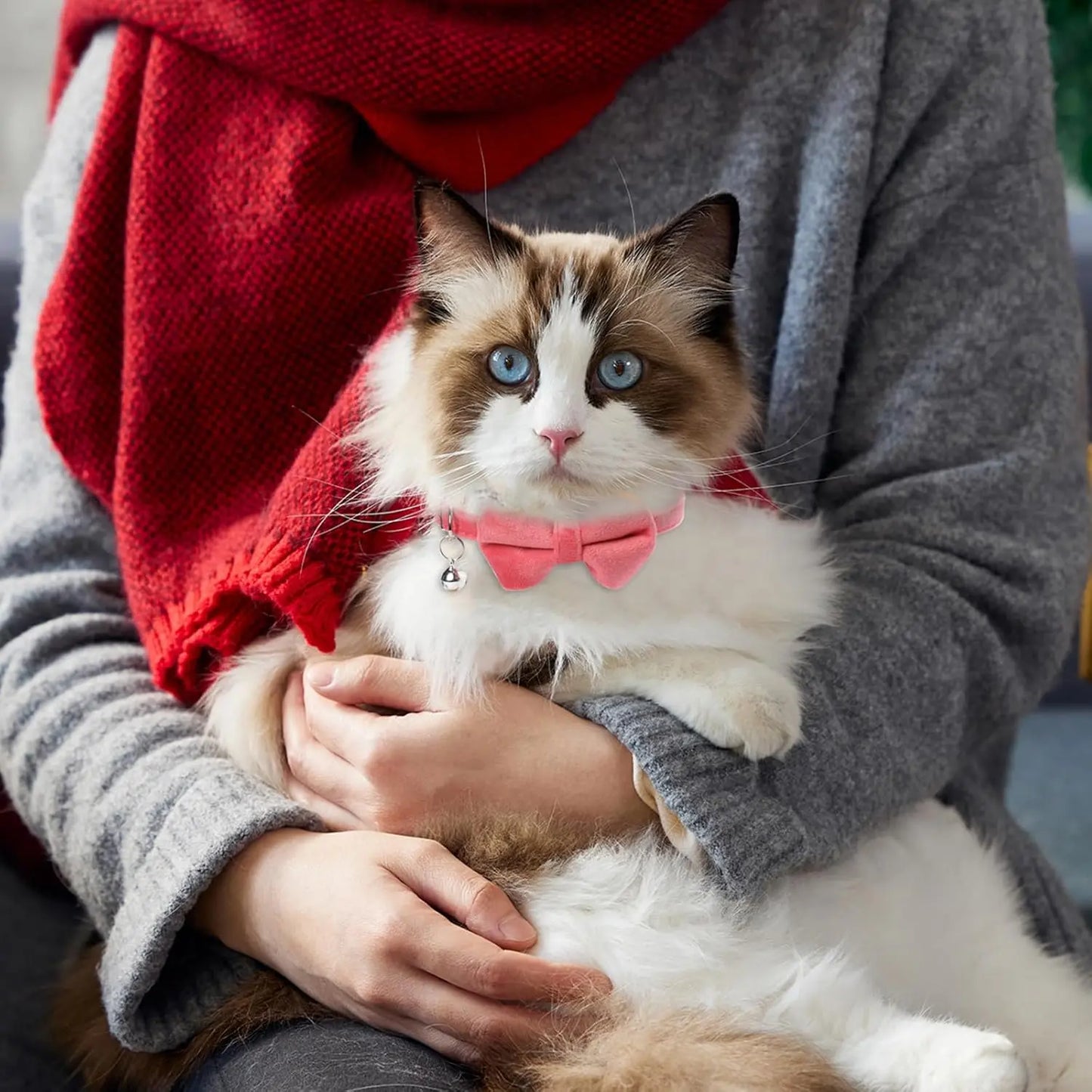 Adjustable Bowknot Cat & Small Dog Collar with Bell
