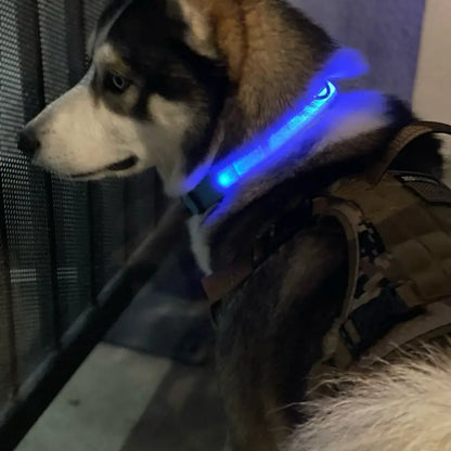 Rechargeable LED Light Up Dog Collar for Night Safety