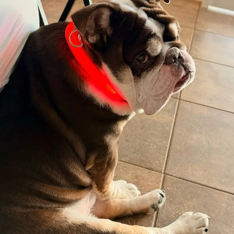 Rechargeable LED Light Up Dog Collar for Night Safety